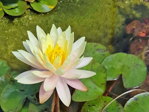 Seerose Sonnen-Gelb